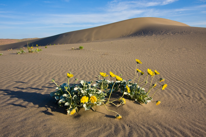 Flowers And Dune